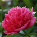 Pivónia bylinná (Paeonia lactiflora) ´ALEXANDER FLEMING´, kont. C1L 